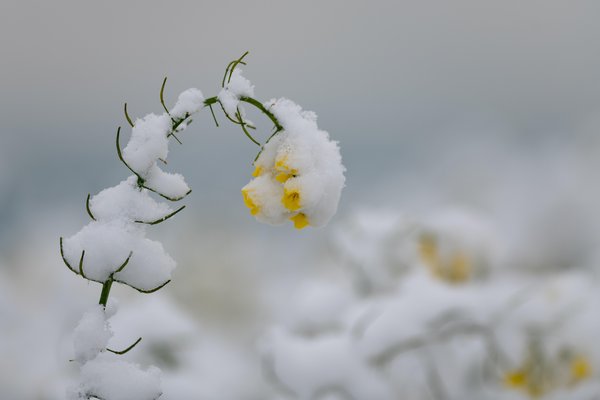 Przymrozki wiosenne Roślina podczas wiosennych przymrozków