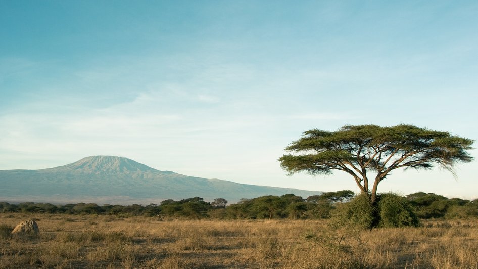 Góra Kilimanjaro widziana z zielonej sawanny w Kenii