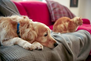 Pies i kot na kanapie - ubezpieczenie 