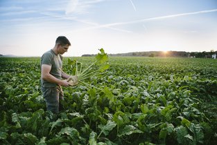 Rolnik uprawiający buraki cukrowe
